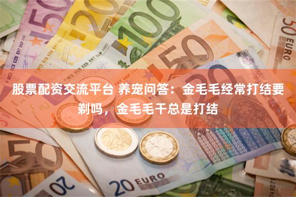 股票配资交流平台 养宠问答：金毛毛经常打结要剃吗，金毛毛干总是打结