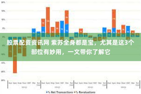 股票配资资讯网 紫苏全身都是宝，尤其是这3个部位有妙用，一文带你了解它